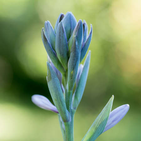Blooming hosta buds.Ornamental leafy garden plant. Flowering garden plant, closeup.の写真素材