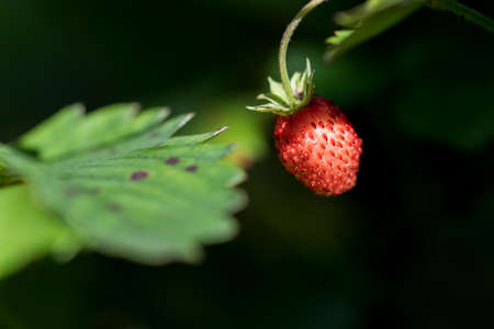 Ripe wild strawberry In the fruit garden. Growing organic berries closeup.の写真素材