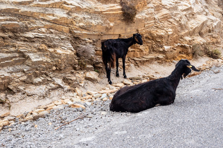 A group of goats are standing on the rocks. Ios island. Greece. Europe.の写真素材