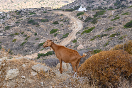 Goat standing on the rocks. Ios island. Greece. Europe.の写真素材