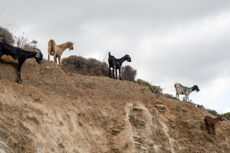 A group of goats are standing on the rocks. Ios island. Greece. Europe.の写真素材