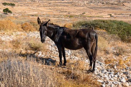 Mule grazing in the pasture. The rural Greek landscape of the island of Folegandros. Cyclades,...