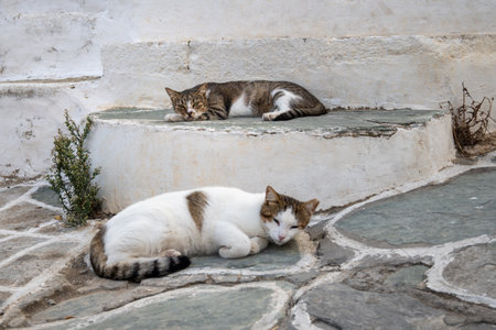 Sleepy cat on street in Chora town on Folegandros island, Cyclades islands, Greeceの写真素材