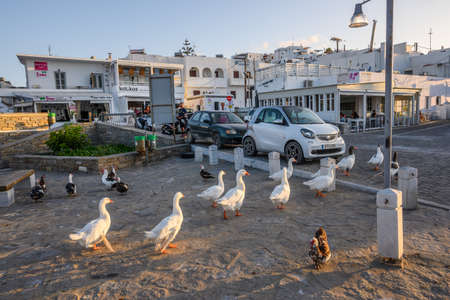 Paros, Greece - September 27, 2020: A gaggle of white geese on the street in Naoussa on Paros island, Greeceのeditorial素材