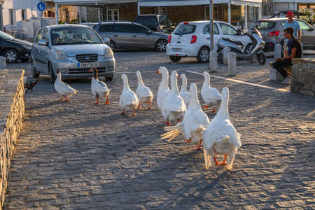 Paros, Greece - September 27, 2020: A gaggle of white geese on the street in Naoussa on Paros island, Greeceのeditorial素材