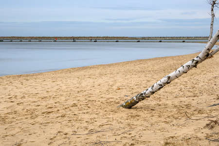 Birches growing on the sandy beach in Gorki Zachodnie on the Baltic Sea. Gdansk, Polandの写真素材