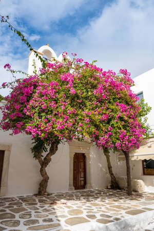 Paros, Greece - September 28, 2020Blooming bougainvillea flowers on street in Parikia town on the island of Paros. Cyclades, Greeceのeditorial素材