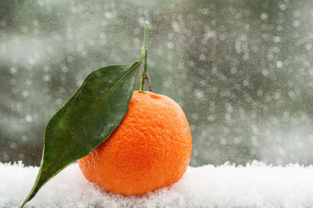Fresh juicy tangerine during a snowfallの写真素材