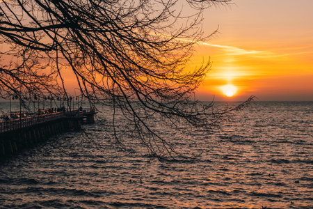 Tree branches and sunrise on the Baltic Sea. Gdynia Orlowo beach.