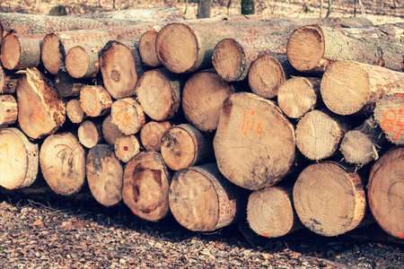 Cutting down trees in the forest. Early spring forest scenery
