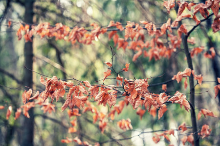 Branches of trees with leaves. Early spring forest scenery. Kashubia in Poland