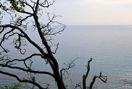 Tree branch and a view of the Adriatic Sea in Montenegro on a cloudy day