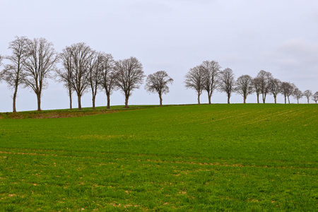 Trees growing in a row. Green fields. Rural spring landscapeの写真素材