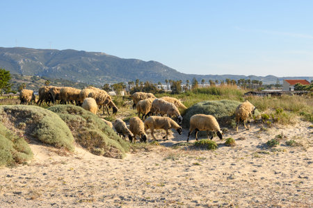 A flock of sheep grazing on a summer grass. Kos island, Greeceの写真素材
