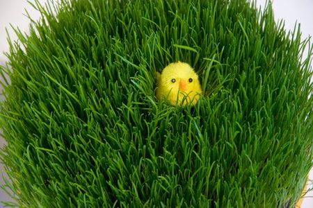 easter chickenの写真素材