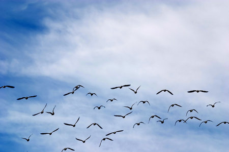 flying birds on the dark blue sky