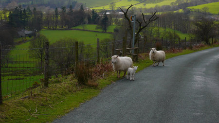 Sheep and lamb in roadの写真素材