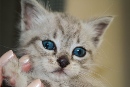 虎猫の写真 イラスト素材一覧 60 662件 ストックフォトのamanaimages Plus 虎猫の写真 イラスト素材一覧 60 662件 ストックフォトのamanaimages Plus