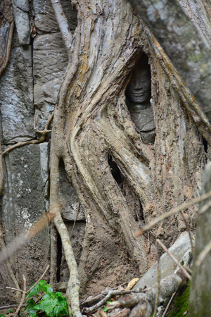 Angkor Wat, Absara Face in root, Siem reap, Cambodia.の写真素材