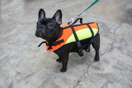 pug dog in Life jacket suitの写真素材