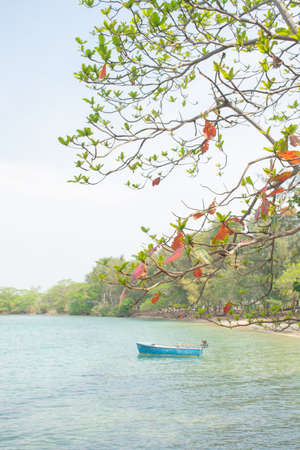 noon beach covered with forest in thailandの写真素材