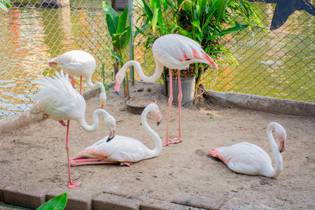 Flamingos and family in the waterside cageの写真素材