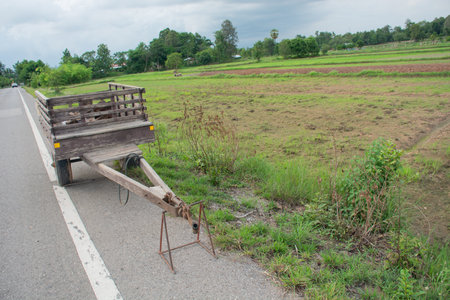 The back of the rice truck is parked on the roadside next to the farm area.