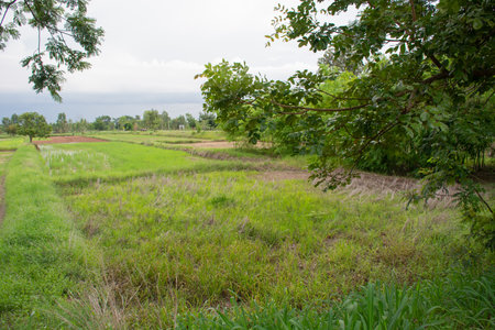 Waterlogged rice fields grow grass in the northeastern of Thailand.の写真素材