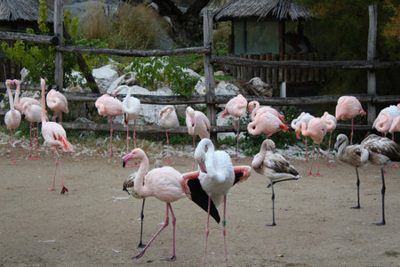 Flamingos in the zoo, Phoenicopterus ruberの写真素材