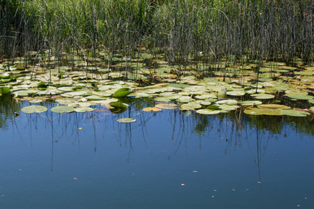 Lily pads and water lilies on the surface of the lakeの写真素材
