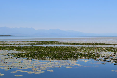 Lily pads on the surface of the lake in the summer.の写真素材
