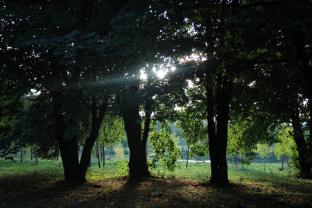 Sun rays through the trees of a park in the morning. Summer landscape.の写真素材