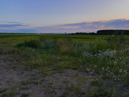 Sunset over a field with grass and wildflowers in summerの写真素材