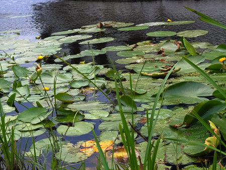 Water lilies and yellow water lilies on the surface of the lakeの写真素材