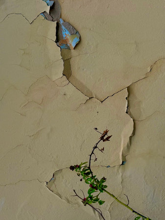Old wall with peeling paint and green plant. Abstract background.の写真素材