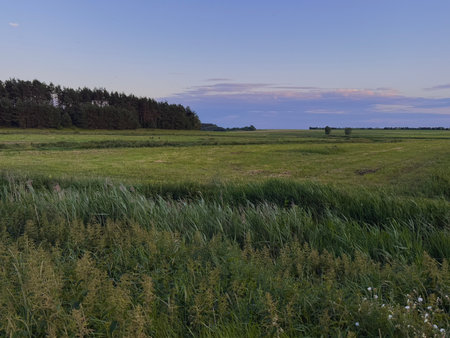 landscape with a meadow and a forest in the background.の写真素材