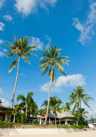 House with palm trees on the beachの写真素材