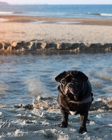 Black pug standing on the beach of the Baltic Sea in Polandの写真素材