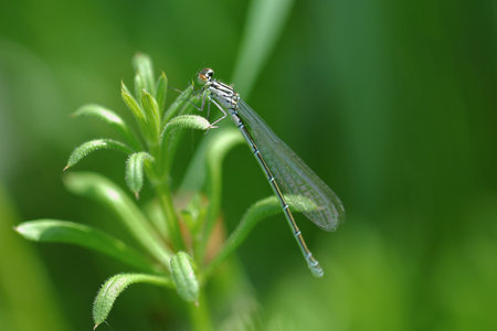 dragon-flyの写真素材