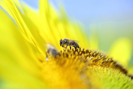 Sunflowerの写真素材