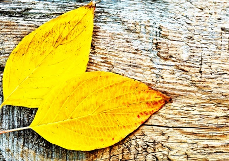 Autumn Leaves over wooden background.With copy spaceの写真素材