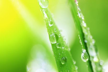 Grass with dew