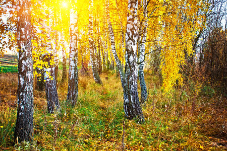 autumnの写真素材