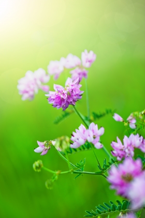 Wildflowersの写真素材