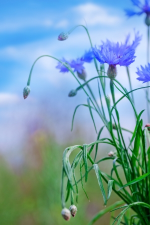 Wildflowersの写真素材