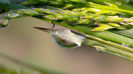 Green grass in nature with raindropsの写真素材