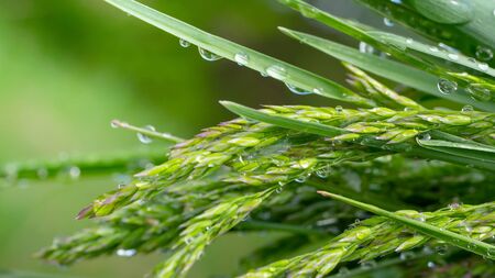 Green grass in nature with raindropsの写真素材