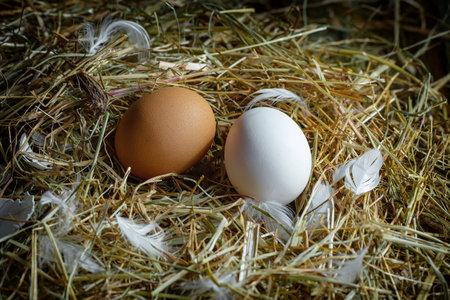 Eggs in a nest of straw with feathers on a wooden backgroundの写真素材