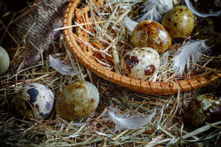 Quail eggs in a basket with feathers on a straw background.の写真素材