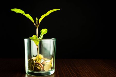 Green plant grows from a pot of coins. Growing business investment. Money tree grew by two centimeters.の写真素材